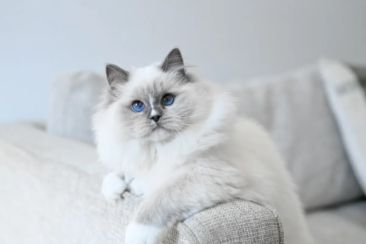 Blue-eyed Ragdoll cat from River Haze Ragdolls