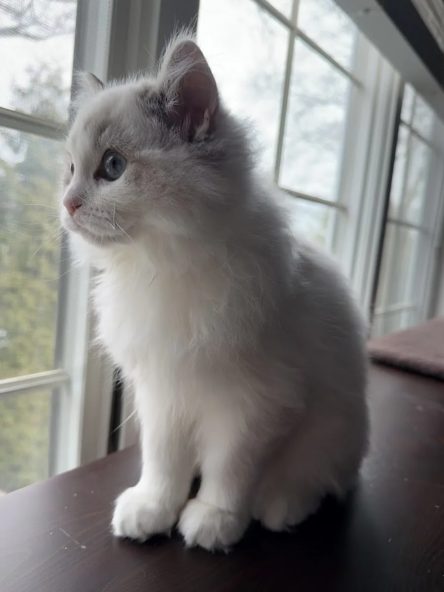 Young bicolor Ragdoll cat looking out a bright window