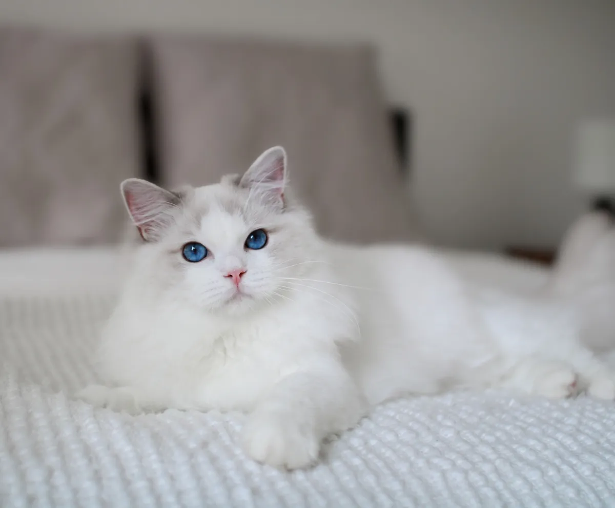 Blue-eyed Ragdoll cat from River Haze Ragdolls