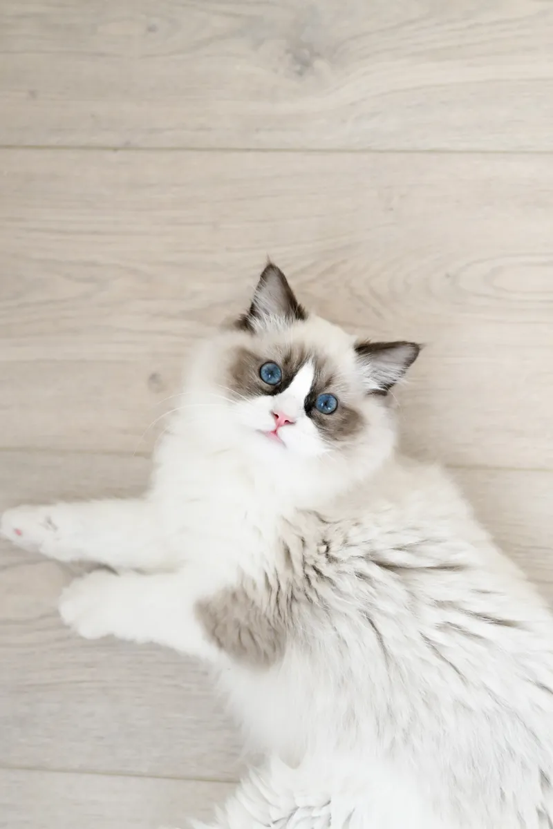 Ragdoll kitten from River Haze Ragdolls
