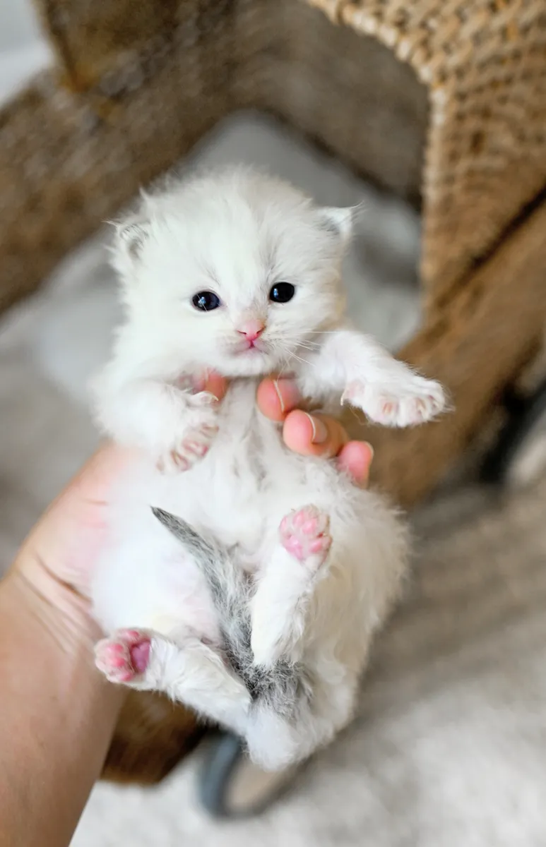 Tiny white Ragdoll kitten held gently in one hand