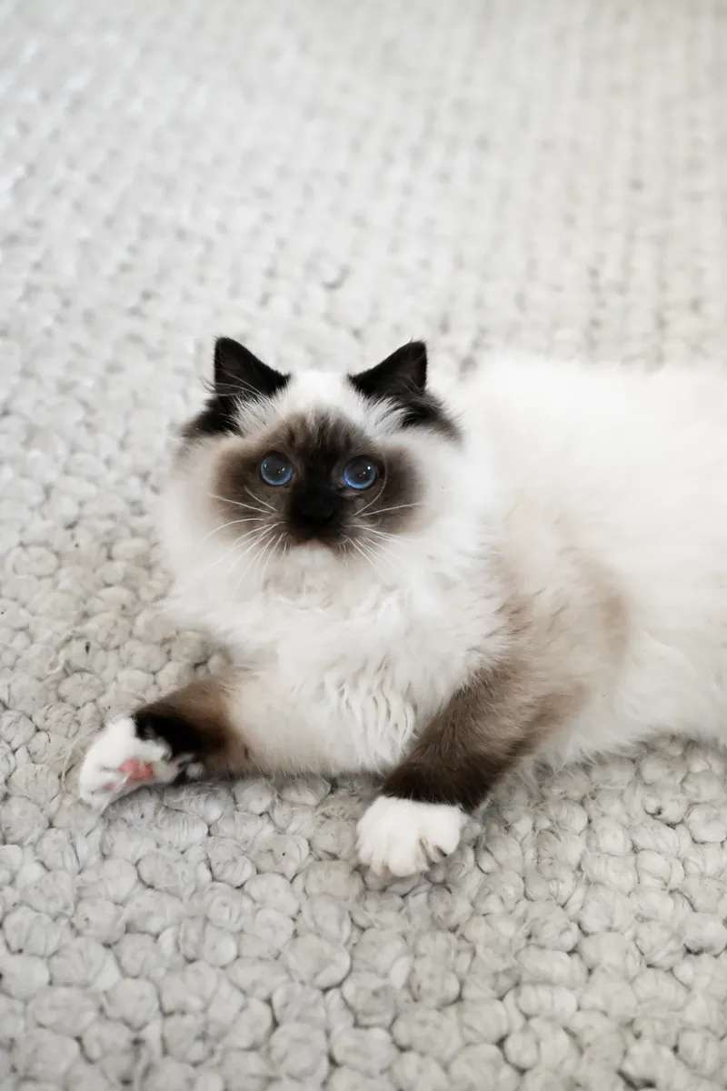Ragdoll cat from River Haze Ragdolls